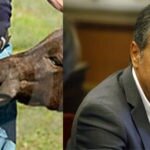 Υποψήφιος ευρωβουλευτής του Ποταμιού δηλώνει ΥΠΕΡ της κτηνοβασίας!